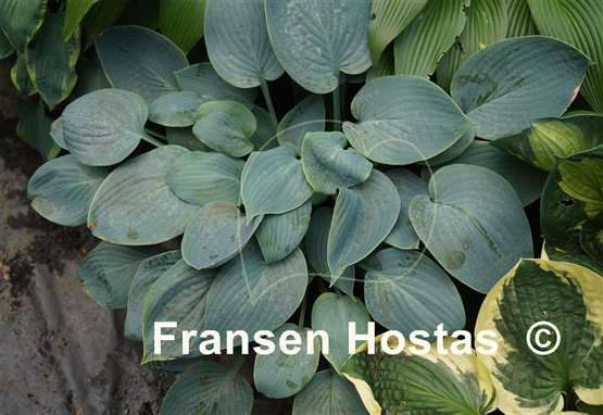 Hosta Naomi